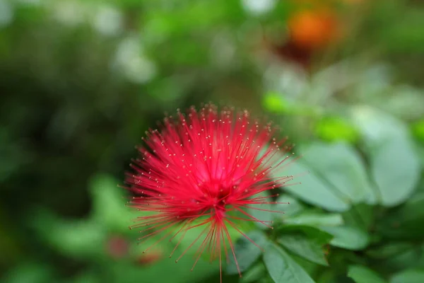 热带蓝花园中的花 — 图库照片