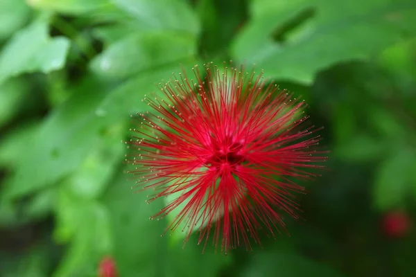 热带蓝花园中的花 — 图库照片