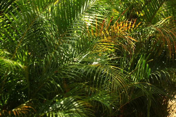 Bloemen Planten Tuin Tropische Sri Lanka — Stockfoto