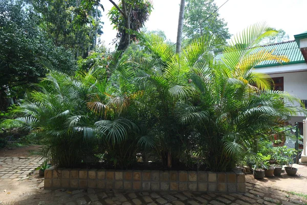 Flores Plantas Jardín Tropical Sri Lanka —  Fotos de Stock