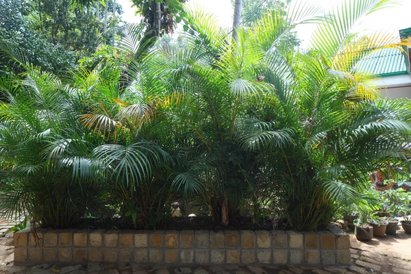 Flores Plantas Jardín Tropical Sri Lanka —  Fotos de Stock