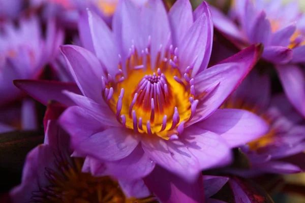 Flowers Plants Garden Tropical Sri Lanka — Stock Photo, Image