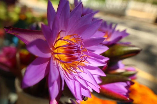 Fleurs Plantes Dans Jardin Tropical Sri Lanka — Photo