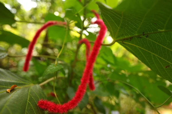 热带蓝花园中的花 — 图库照片