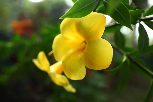 Flores Plantas Jardim Tropical Sri Lanka — Fotografia de Stock