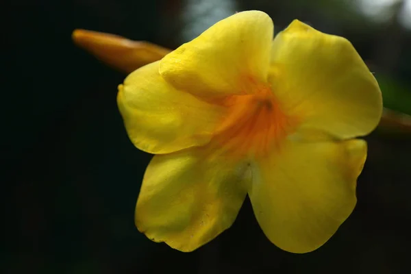 Fiori Piante Giardino Tropicale Sri Lanka — Foto Stock