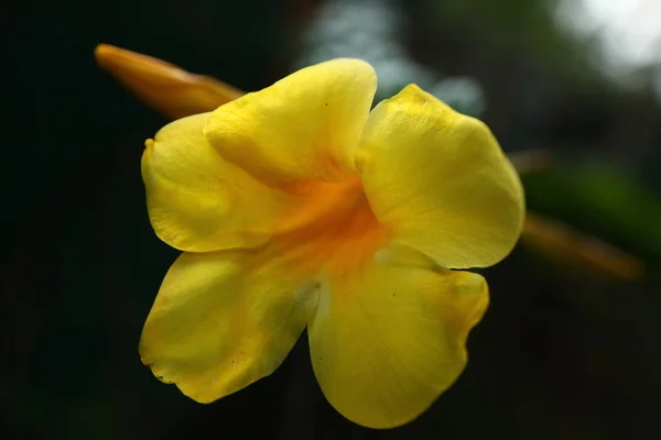 Квіти Рослини Саду Тропічна Шрі Ланка — стокове фото