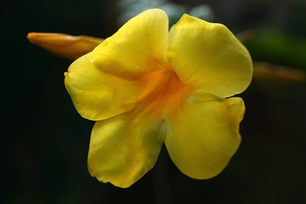 Flores Plantas Jardim Tropical Sri Lanka — Fotografia de Stock