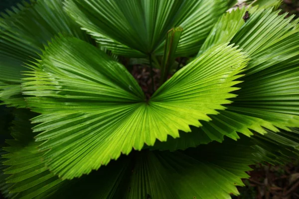 Flores Plantas Jardim Tropical Sri Lanka — Fotografia de Stock