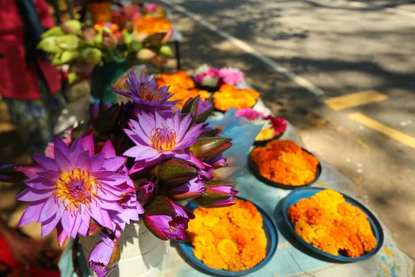 Flowers Plants Garden Tropical Sri Lanka Stock Picture