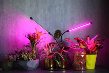 phytolamps bir odadaki bir raftaki saksı bitkilerini aydınlatır.
