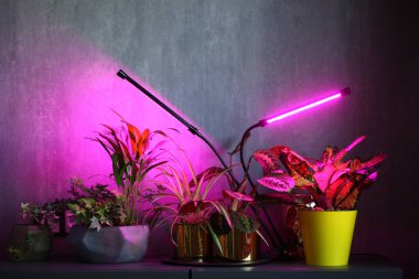 phytolamps bir odadaki bir raftaki saksı bitkilerini aydınlatır.