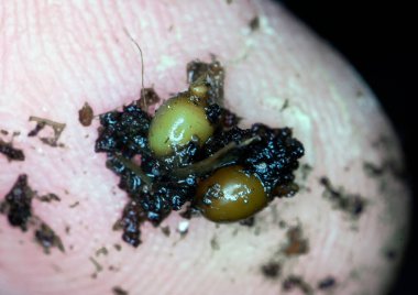 Parmak çiftçisinde gübre kurdu kozaları