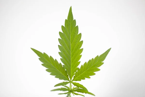 Plantera Cannabis Odling Medicinsk Marijuana Hampa — Stockfoto