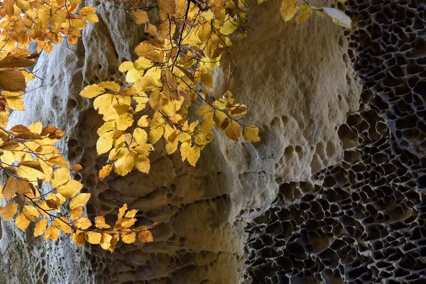 Konsistens av klippor och beech gren med gula blad — Stockfoto