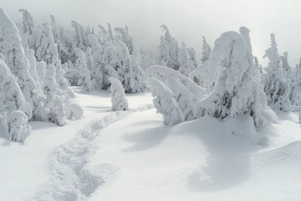Vinterlandskap med en vandringsled på snö och julgranar — Stockfoto