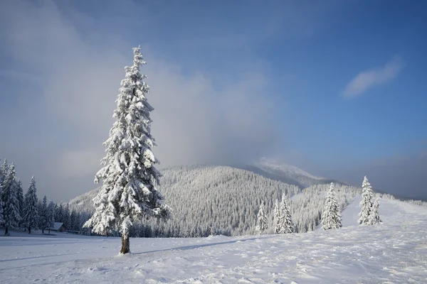 Christmas landscape with spruce in the mountains — Stock Photo, Image