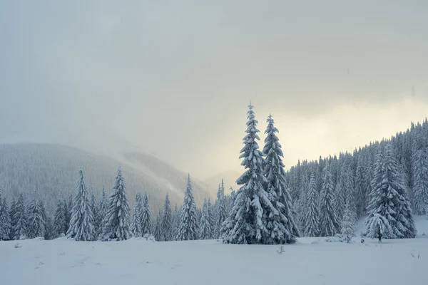 Paisaje navideño con abeto en la nieve —  Fotos de Stock