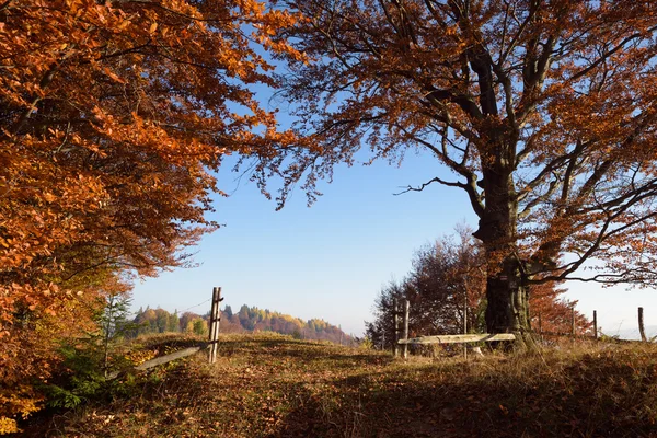 Paisaje otoñal con carretera forestal y portón — Foto de Stock