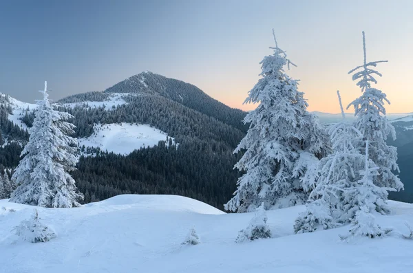 Winterlandschaft mit Fichtenwald in den Bergen — Stockfoto