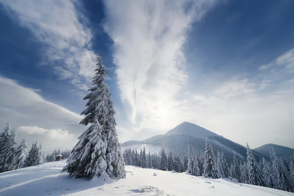 Christmas landscape with spruce in the mountains — Stock Photo, Image