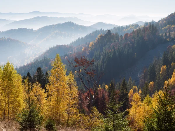 Paisagem de outono com floresta nas encostas — Fotografia de Stock