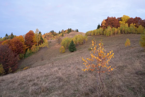 Herfst landschap met bos op de hellingen — Stockfoto