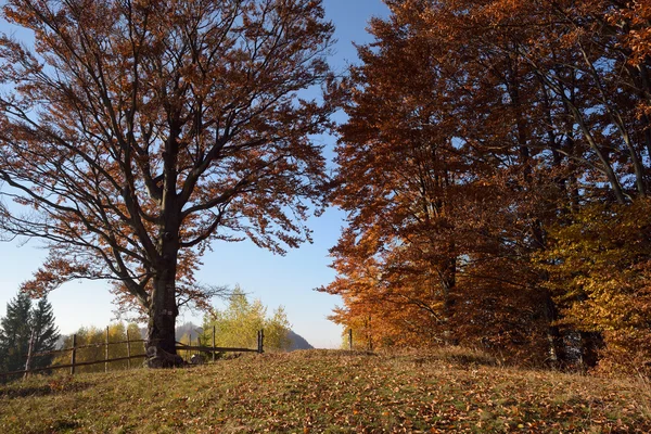 Paisagem de outono com estrada florestal e portão — Fotografia de Stock