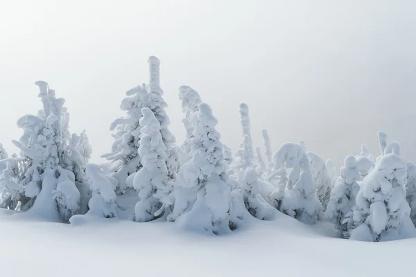 Forêt hivernale après une chute de neige — Photo