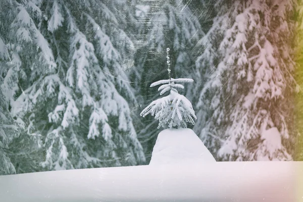 冬の森の美しい木 — ストック写真