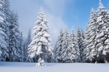 kış orman bir kar yağışı sonra