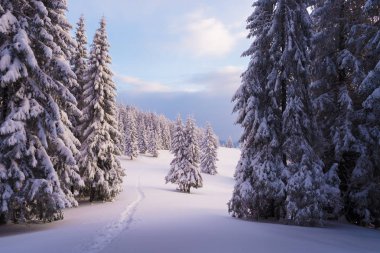 Patika kar kış manzara