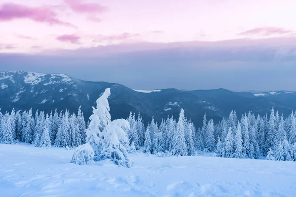 Christmas landscape in the winter mountains at sunset — Stock Photo, Image