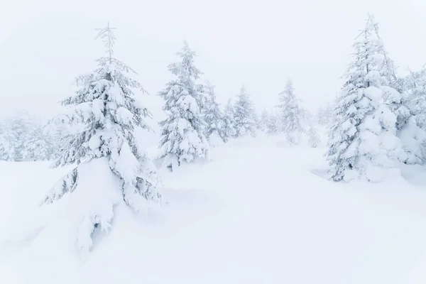 Τοπίο γκρίζο χειμώνα στο δάσος — Φωτογραφία Αρχείου