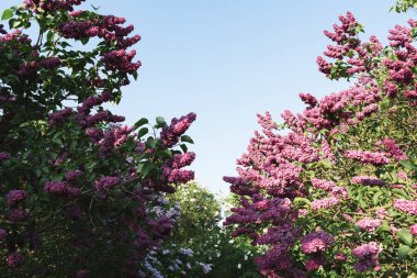 Bahar bakış Botanik Bahçe