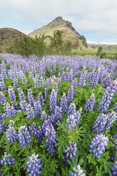 Vlčí květiny na louce na Islandu — Stock fotografie
