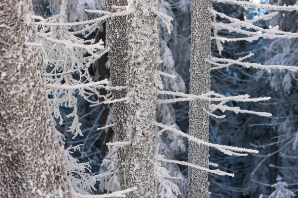 Rijm in het fir forest — Stockfoto