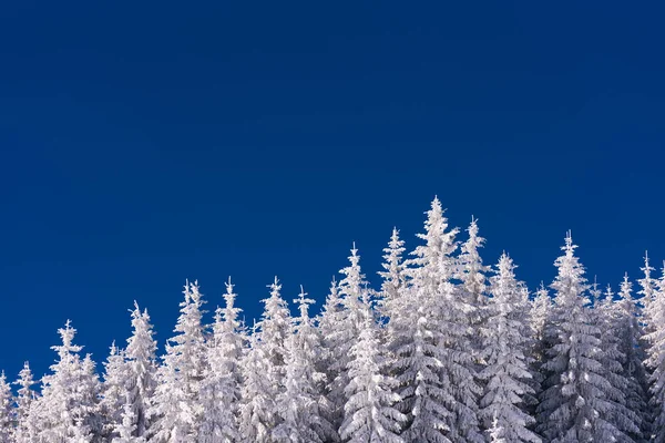 Floresta na neve no fundo do céu azul — Fotografia de Stock