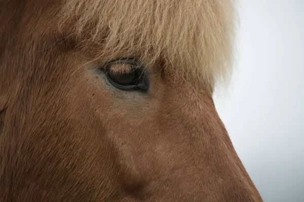 Huvudet på en brun häst närbild — Stockfoto