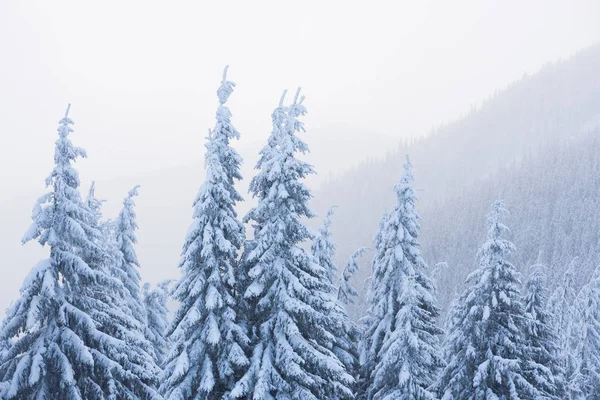 Télen a fenyő erdő — Stock Fotó