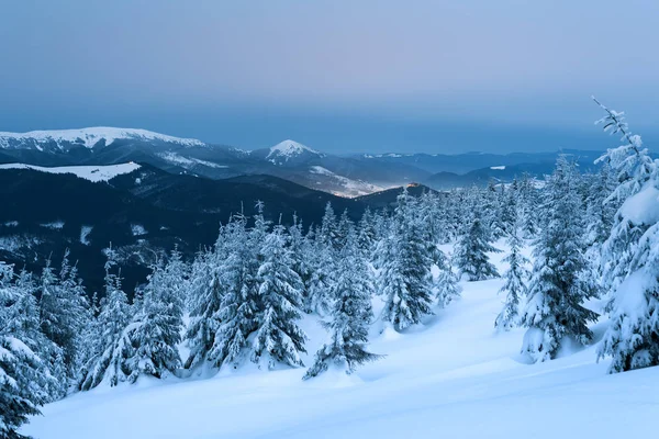 Vuren boom in de sneeuw op een heuvel van de berg — Stockfoto