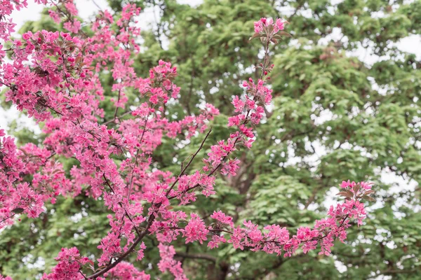 苹果树的分支与粉红色的花 — 图库照片