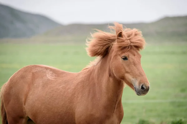 Kasztanowe koni na pastwiskach w Islandii — Zdjęcie stockowe