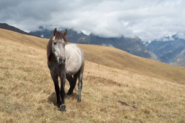 Grå häst i bergen — Stockfoto