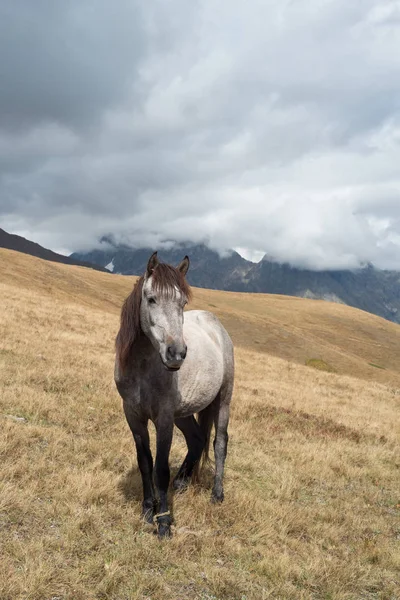 Γκρίζο άλογο στα βουνά — Φωτογραφία Αρχείου