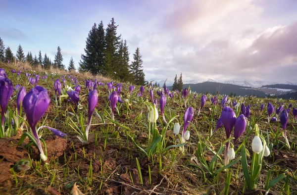 Primeiras flores de primavera nas montanhas — Fotografia de Stock