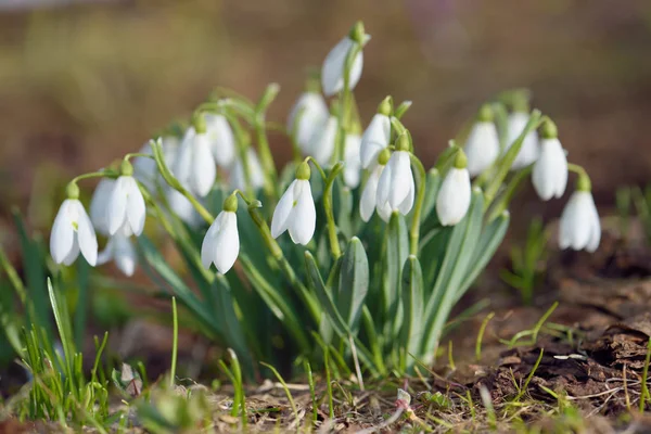 산 풀밭에 부시 백색 snowdrops — 스톡 사진