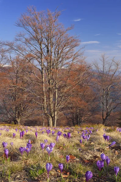 Wiosnę krajobraz z pierwiosnków w górach — Zdjęcie stockowe