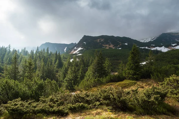 Весенний пейзаж с еловыми лесами в горах — стоковое фото