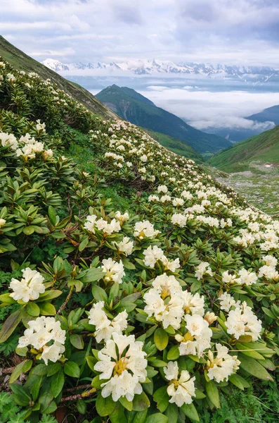 Άνθηση rhododendron πλαγιές του βουνού σε Svaneti — Φωτογραφία Αρχείου